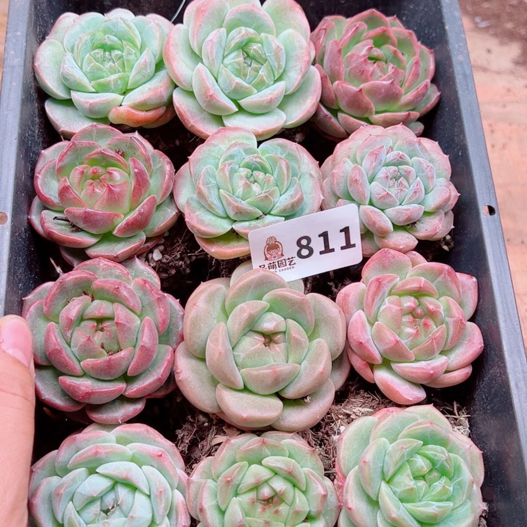 闪****多肉植物多肉植物