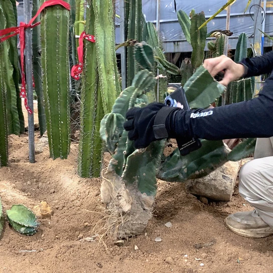 苹果母头一物一拍30公分