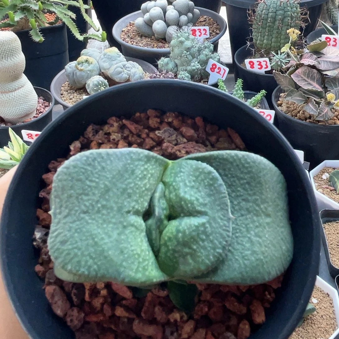 实生宽叶军配卧牛仙人球