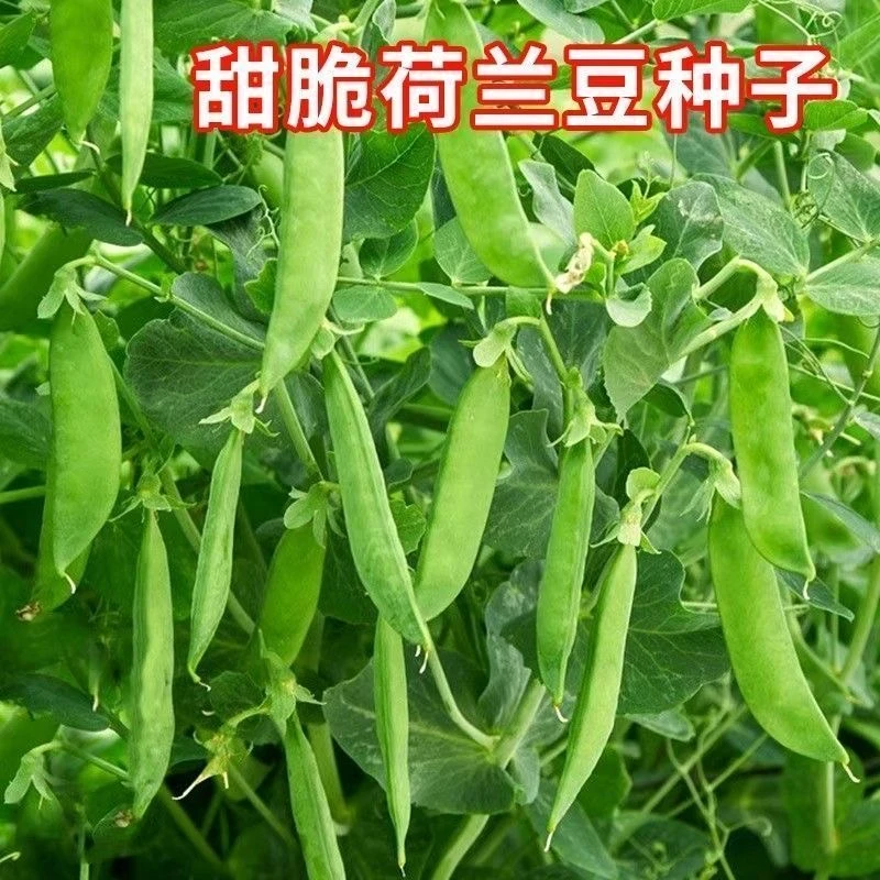 软荚荷兰豆种子高产大荚菜豌豆种籽甜脆食荚菜豌种子耐寒农家自种