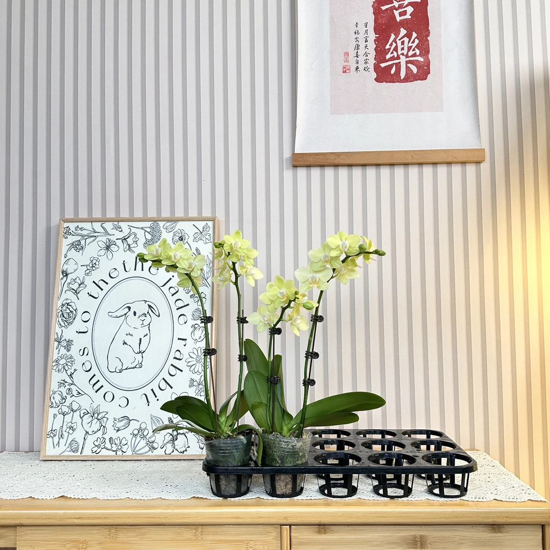 【台大微笑】黄绿色蝴蝶兰 小花型 家居氛围好物 办公室客厅书房