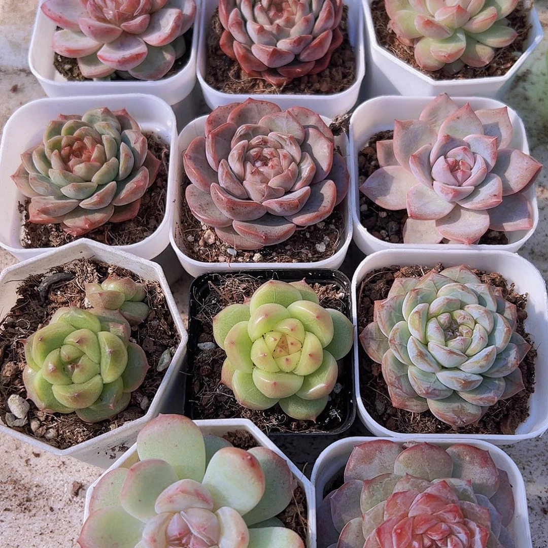 珍妮组合11颗多肉植物