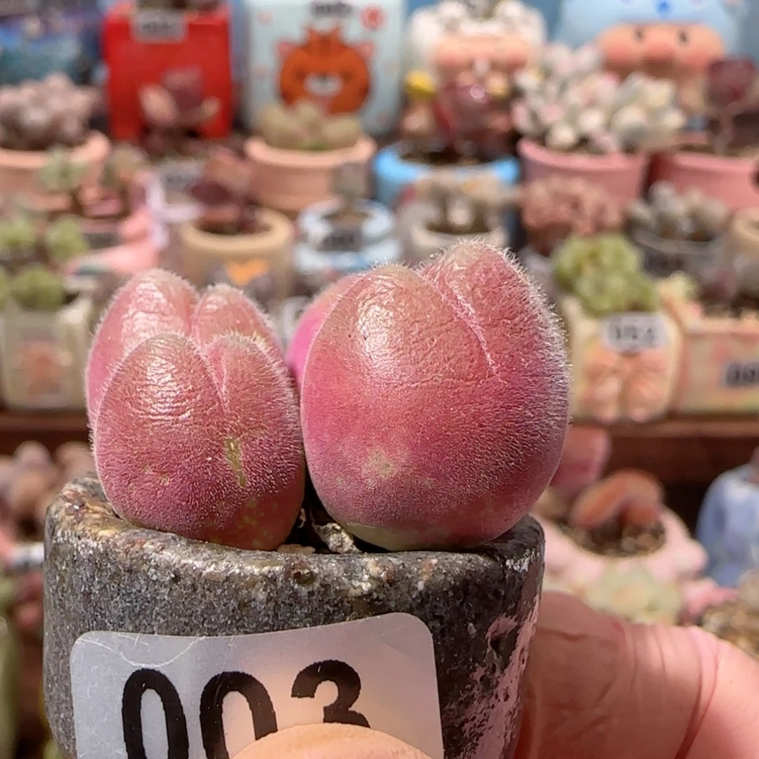 粉红毛翠 盆口2.5cm 微瑕