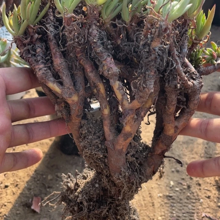 210号维斯辛达多肉植物