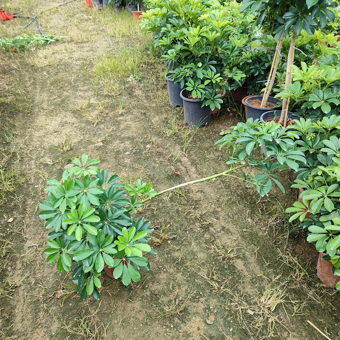 小自由型鸭脚木八方来财