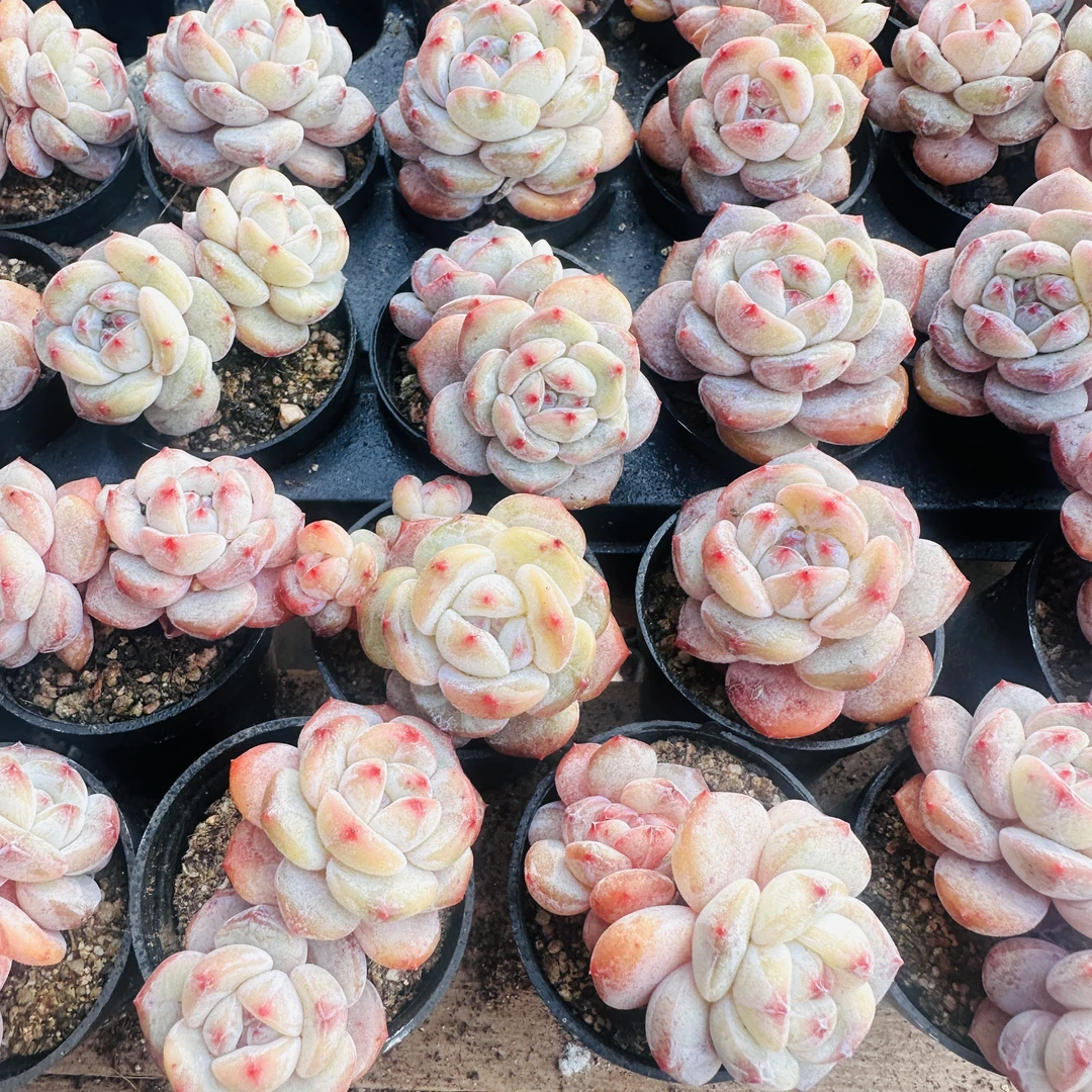 五厘米盆琥珀星影 三棵（以直播间展示为准）