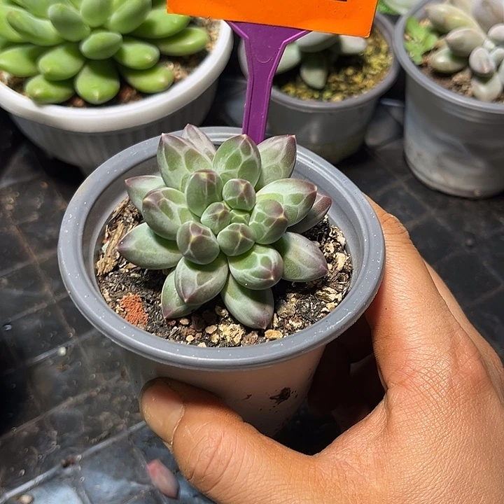 多肉植物申公豹群412