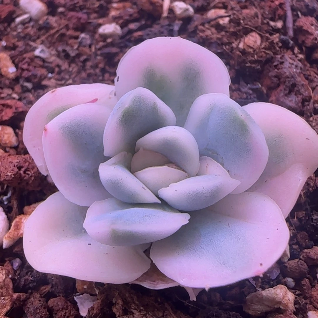 雪鸢锦 2 多肉植物