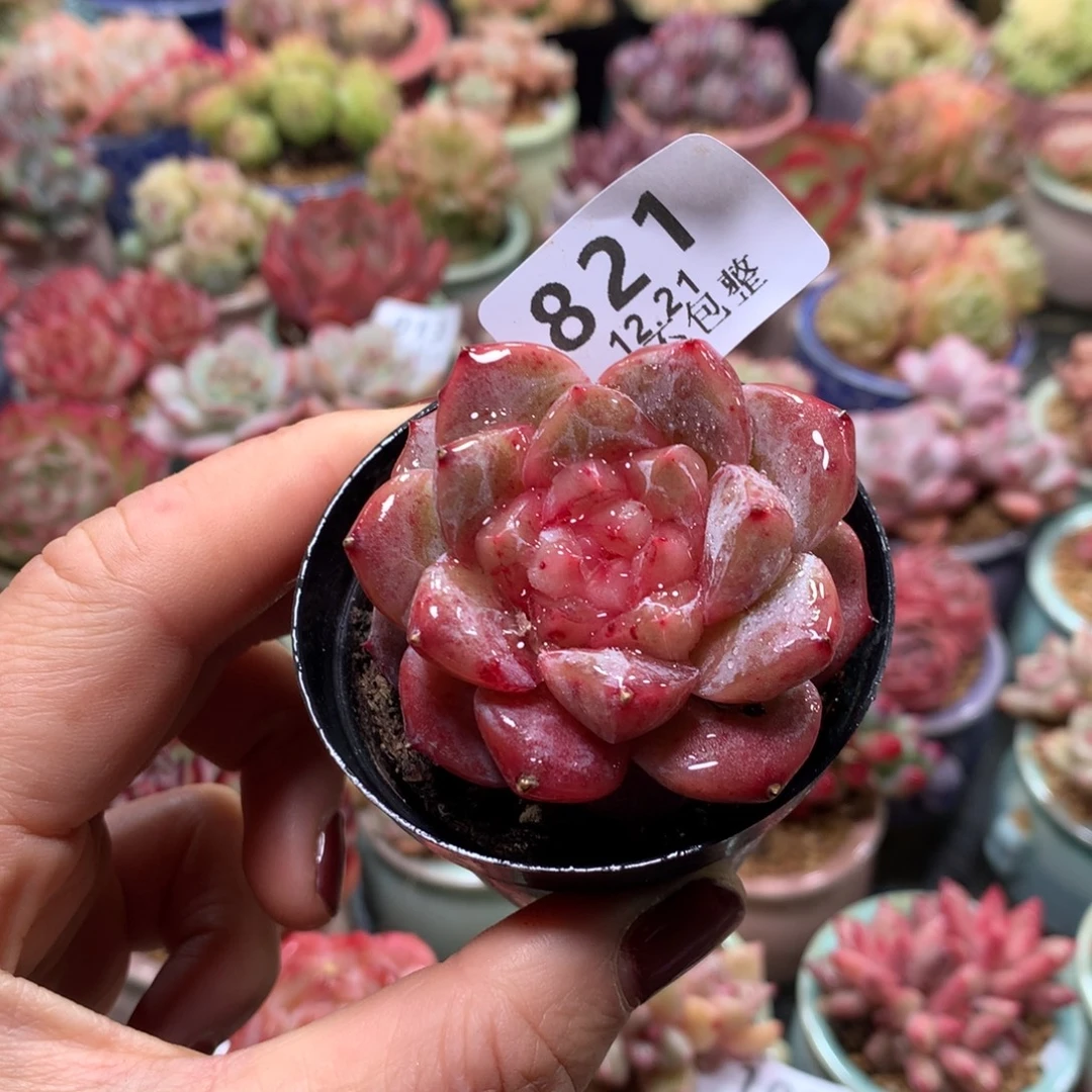 精控拇指盆12.21821