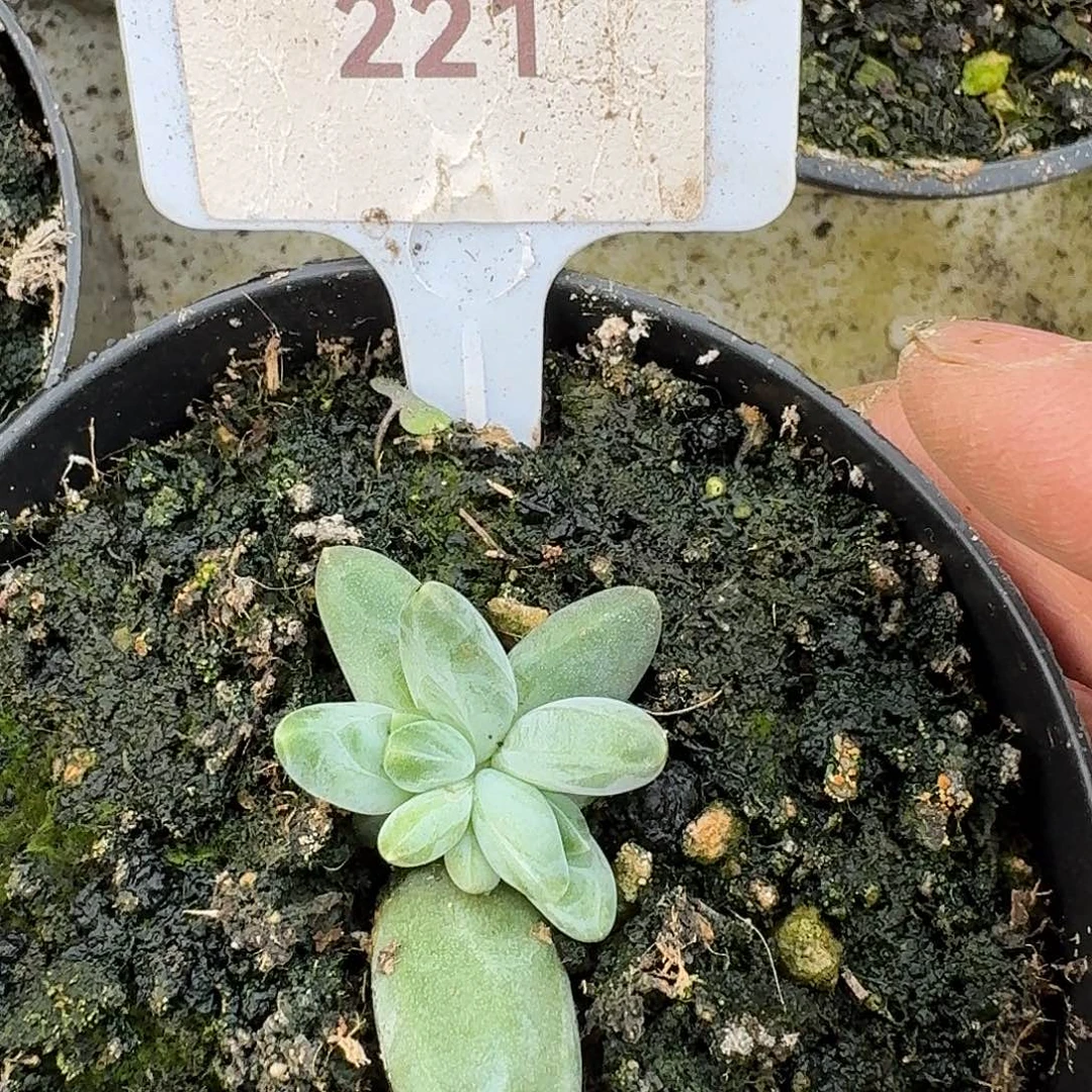 韦斯特曼123456789101121