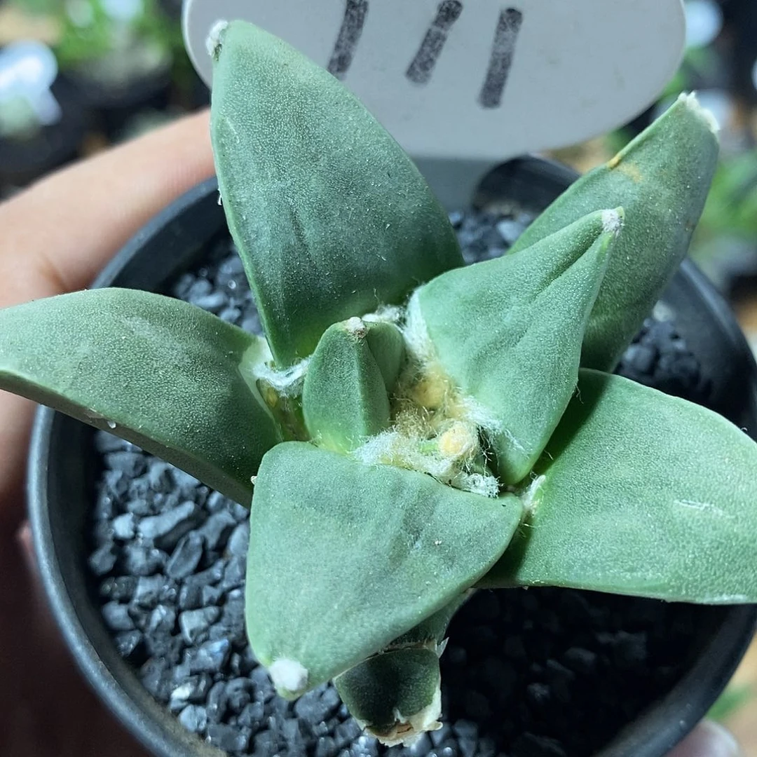 ?***?专拍111号实生岩牡丹