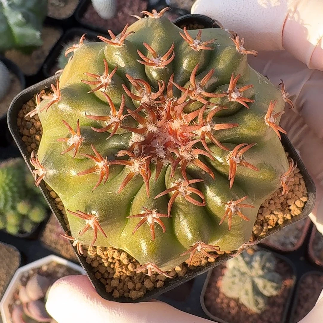 猫爪圆盘玉仙人球