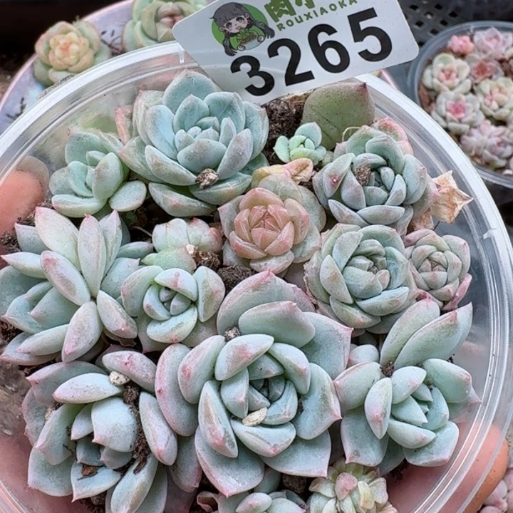 多肉植物多肉植物