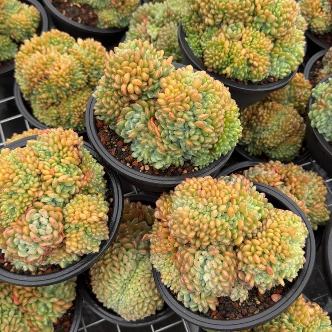 无花朵白胖子缀化黑圆盆