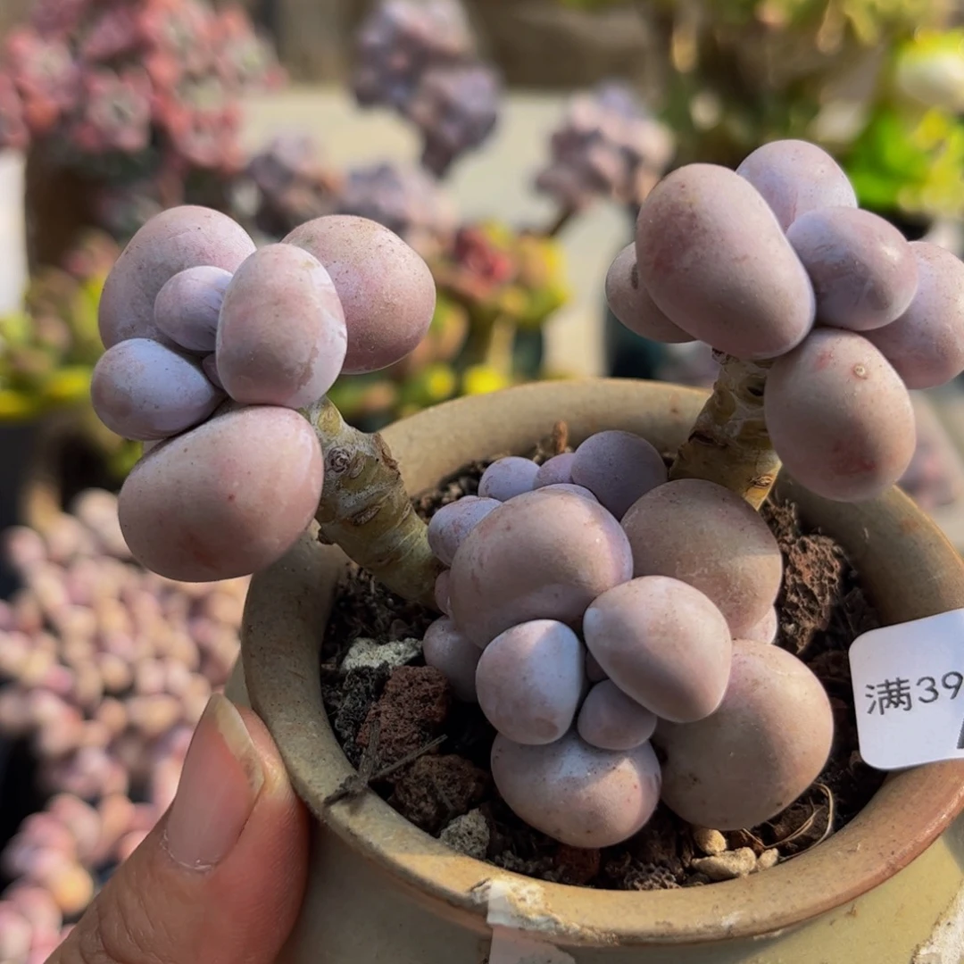 173/6cm芭比奶酪多肉植物