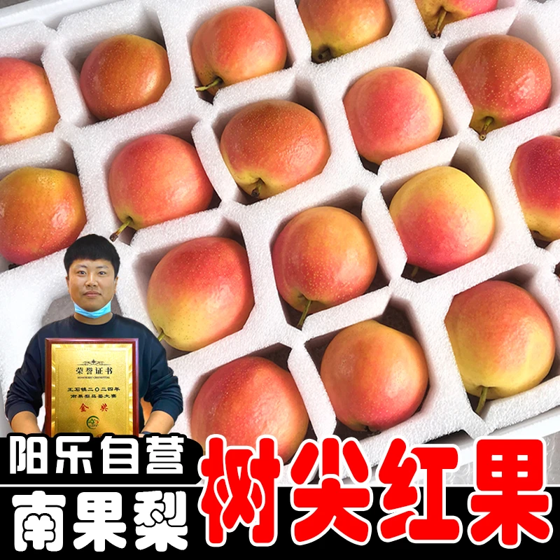 【树尖红果】2025年辽宁鞍山特产南果梨海城南国梨新鲜5斤包邮