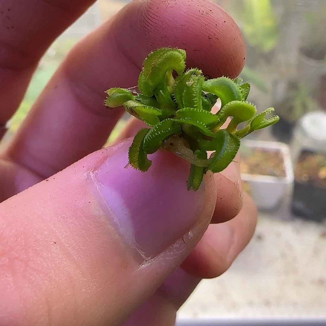 无花朵专拍威龙捕蝇草