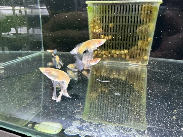 超级精品蓝白绣球