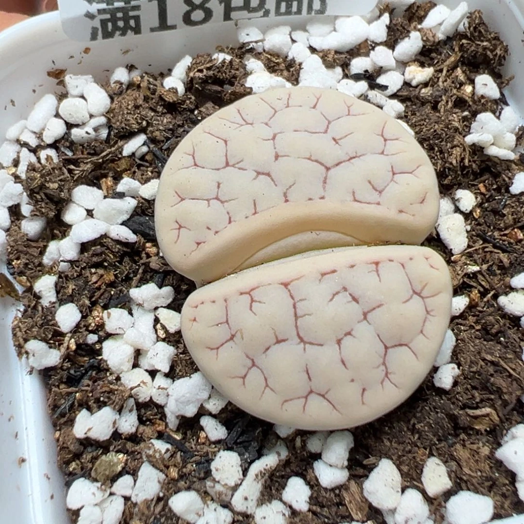 【闪购商品】 562。
