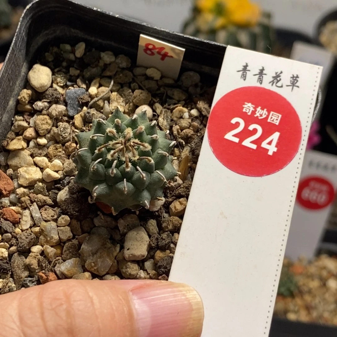 实生优选安德森娇丽2.2cm