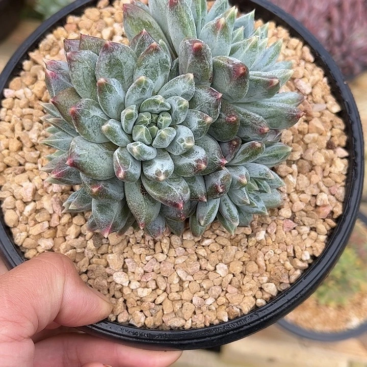 多肉植物一物一拍