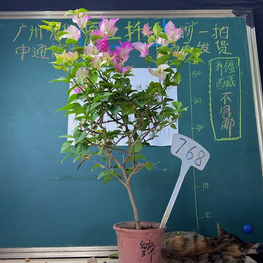 当前无花栽培后可以开花  福利  皇帝  768