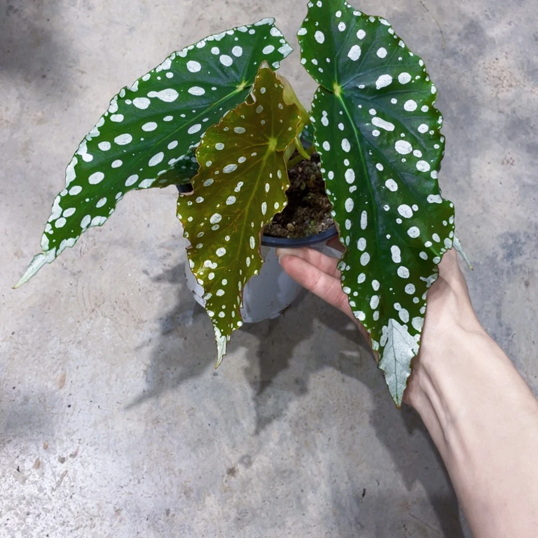 完全开放安娜格蕾丝