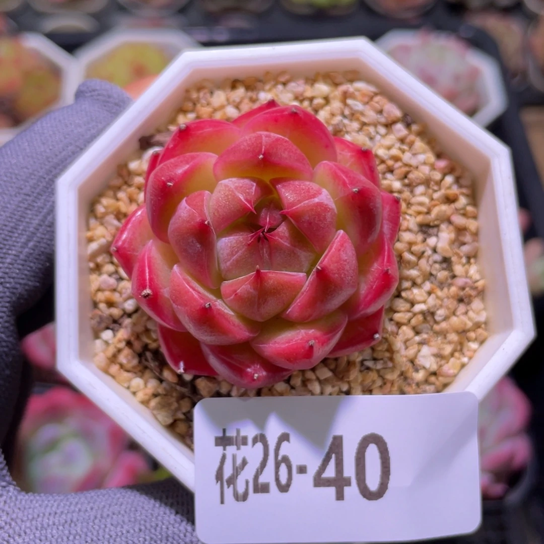 花利美26-40新品