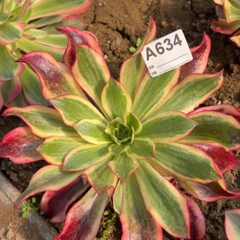 多肉植物触捧花三个