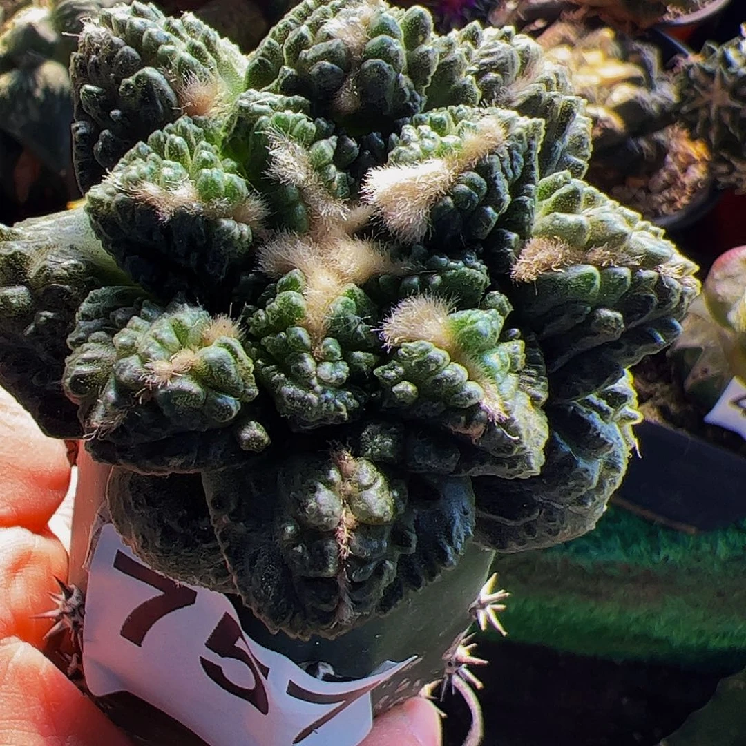 无花朵龟甲牡丹757