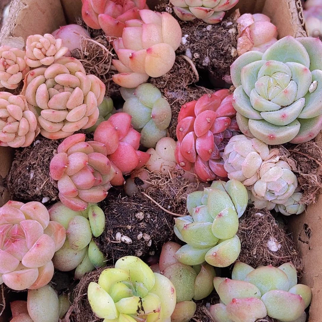 0000000000001量拍保底20颗