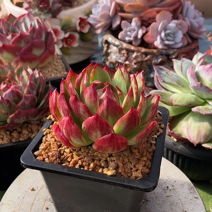 惊鸿仙子多肉植物5001