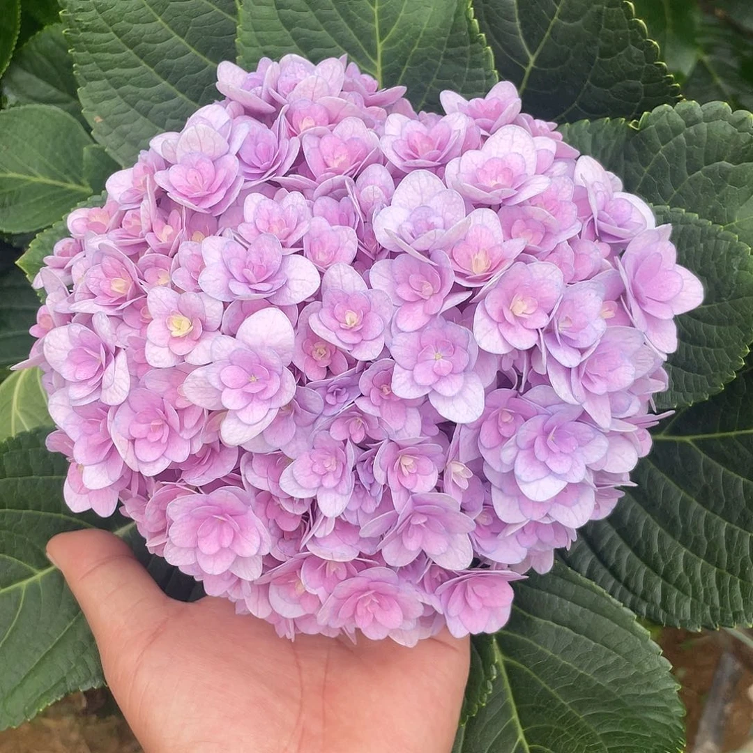 绣球切花一物一拍3枝起包邮，103