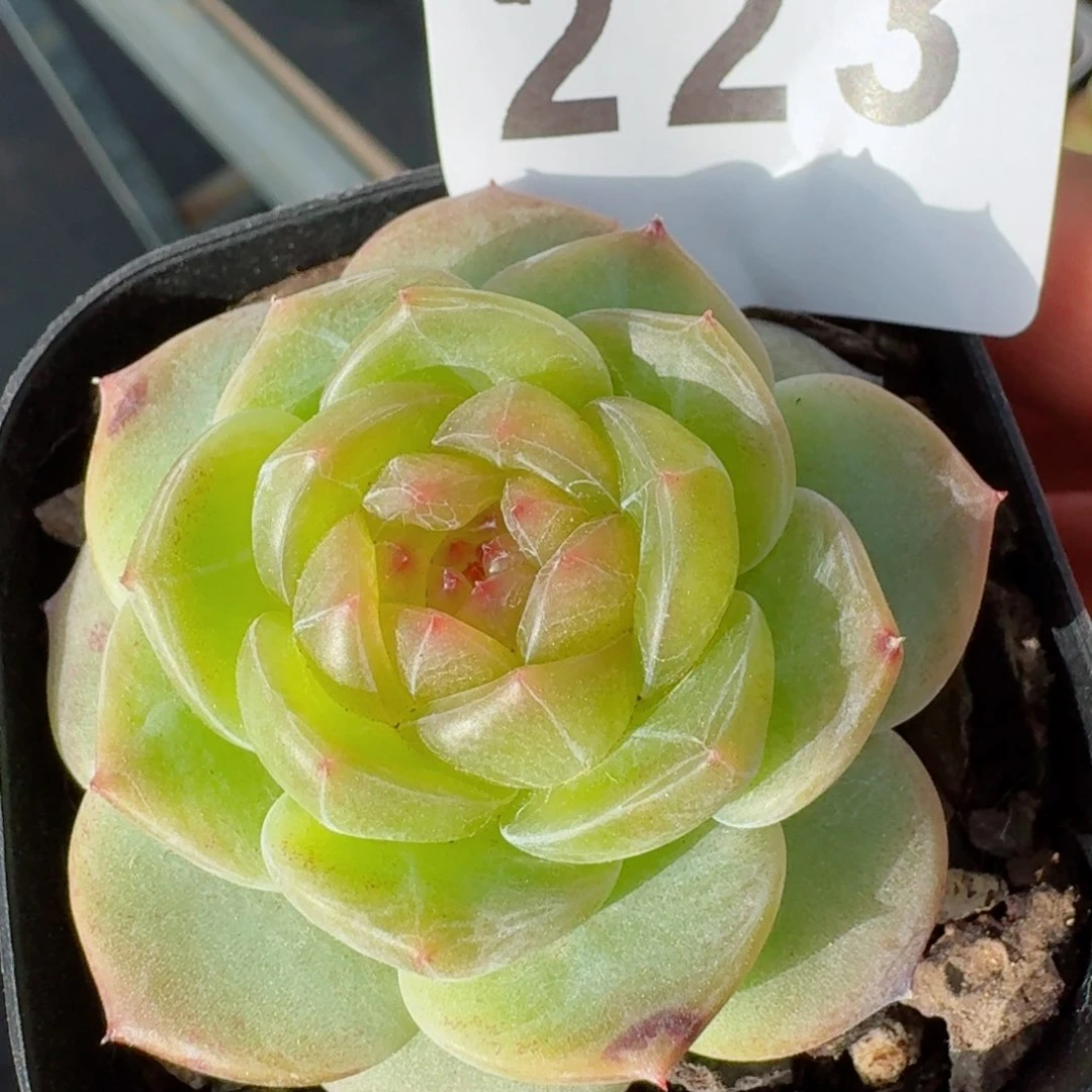 小家碧玉         精品多肉