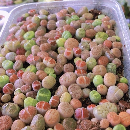 无花朵8209，两年彩色小苗