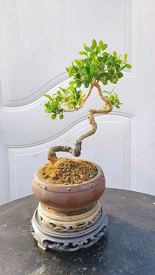 茶台小品盆景黄杨