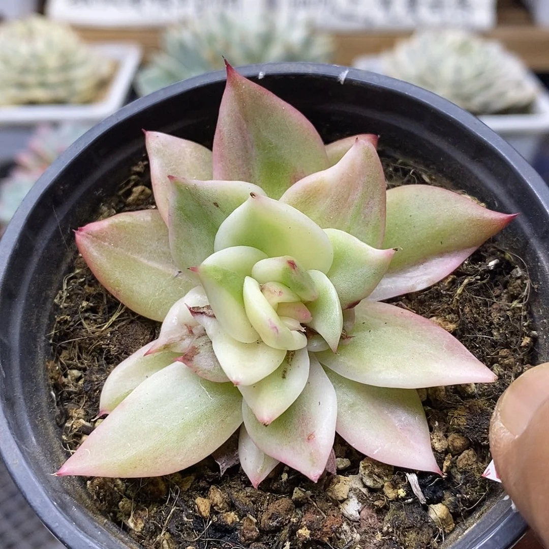 23173 东云花木兰锦有点变异 微瑕