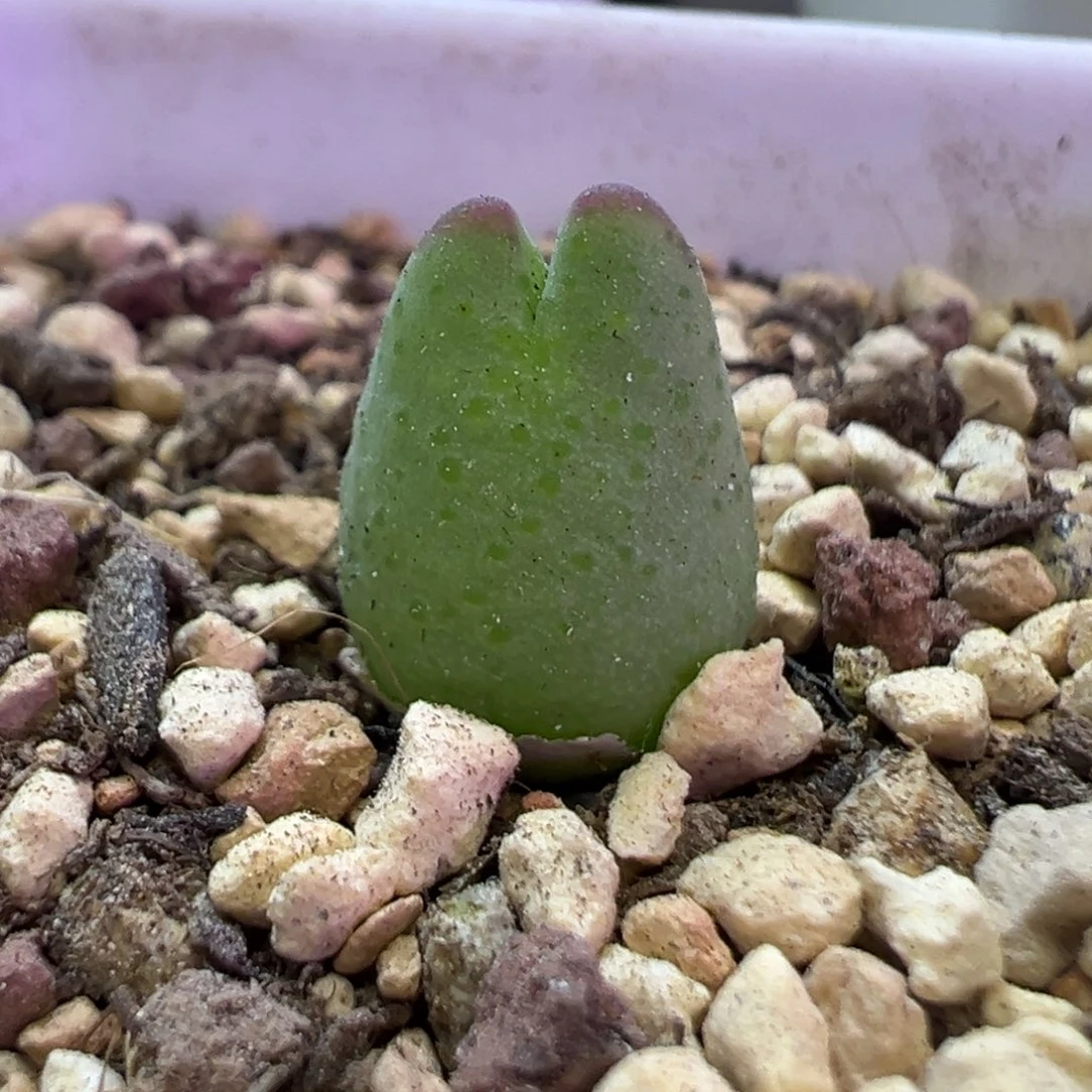 皮卡丘宝宝 肉锥植物