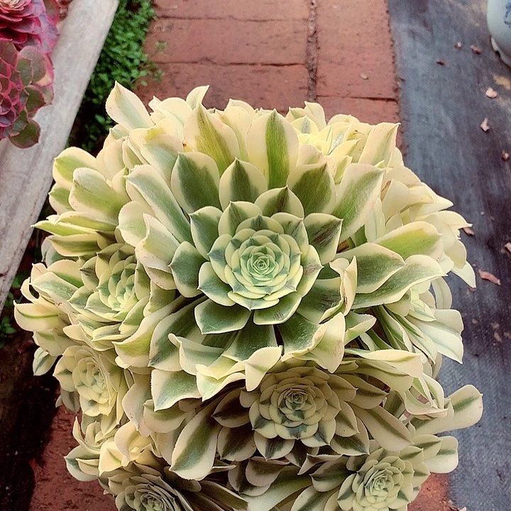 绿豆沙，多肉植物