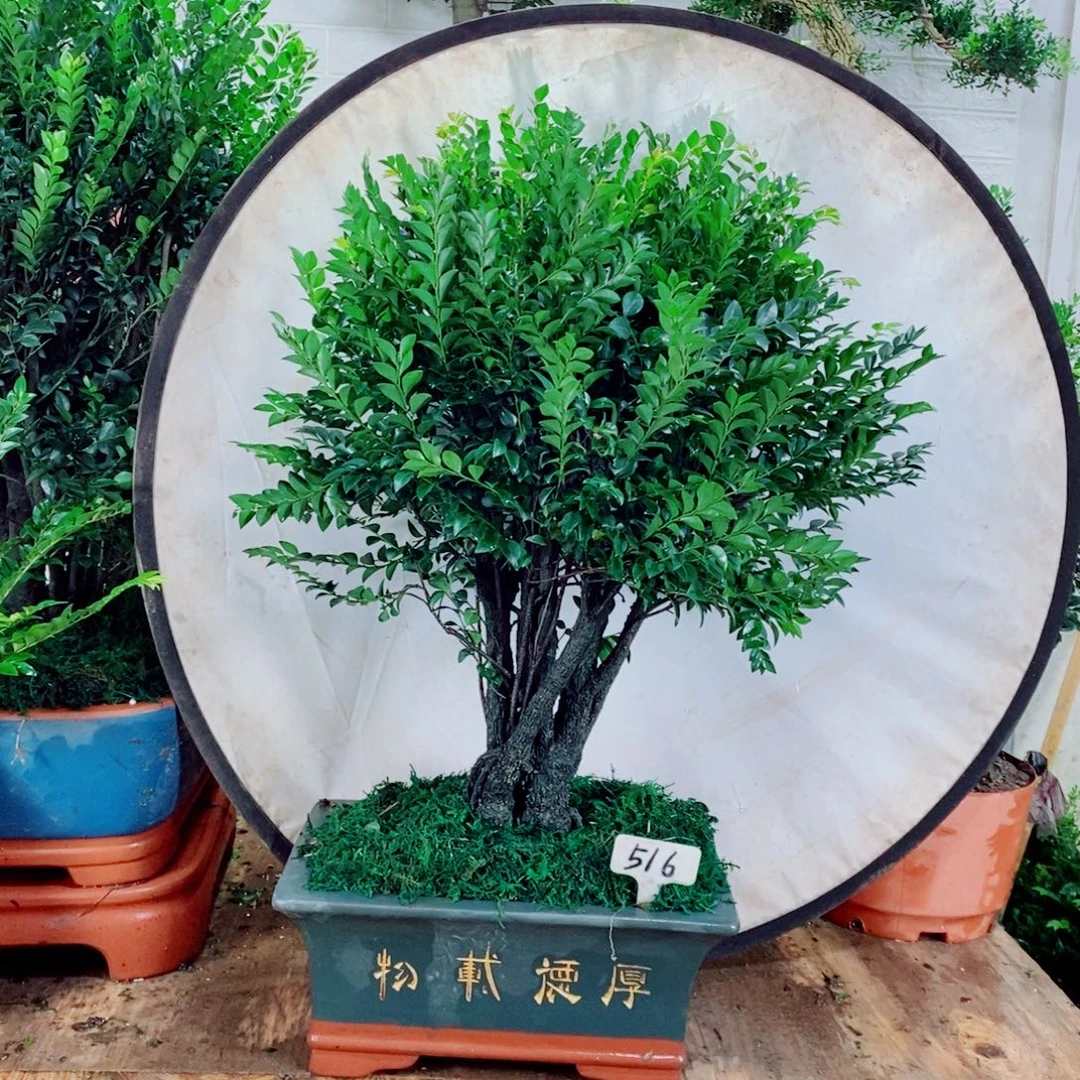老***.完全开放516编号紫檀
