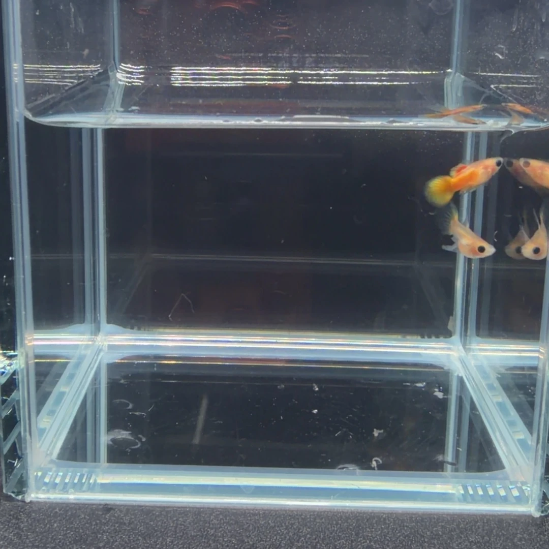 孔雀鱼黄金玻璃猫粗C1对