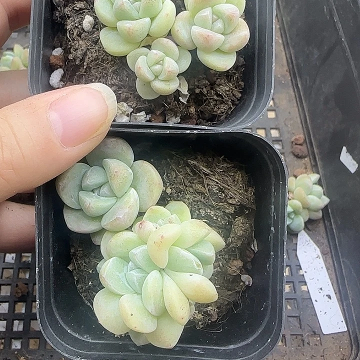 5+6头冰玉两颗1111