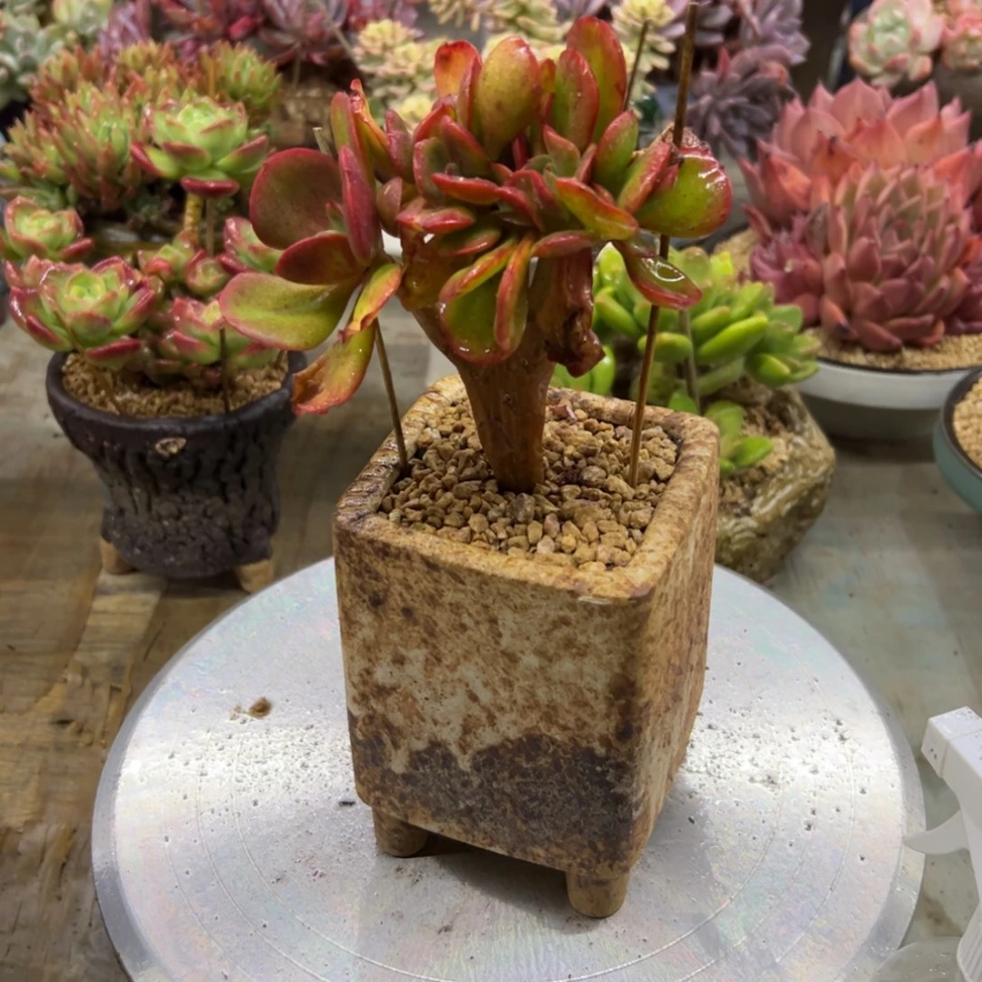 大唐38 零零多肉植物