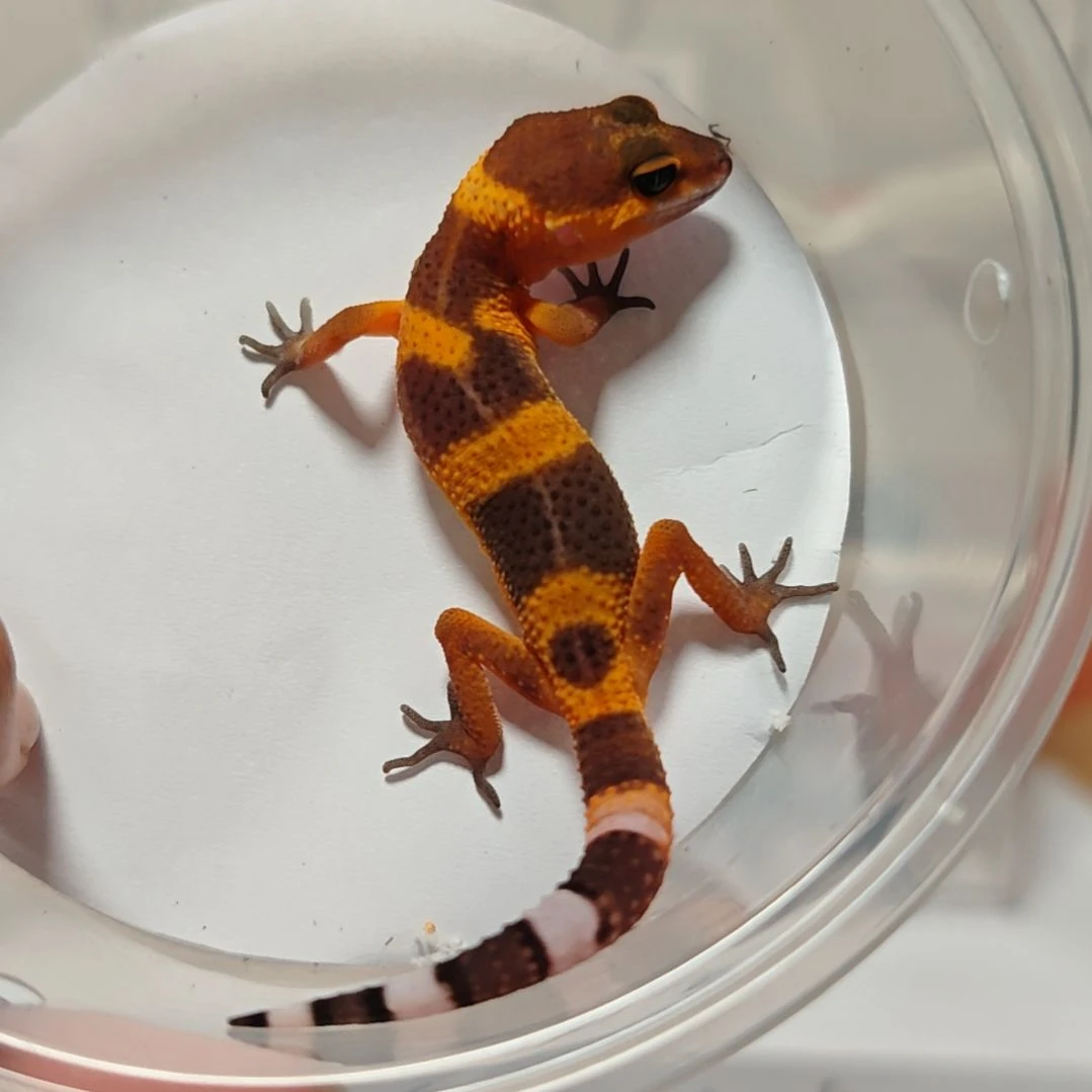 豹纹守宫蜜橘7.24出壳母温