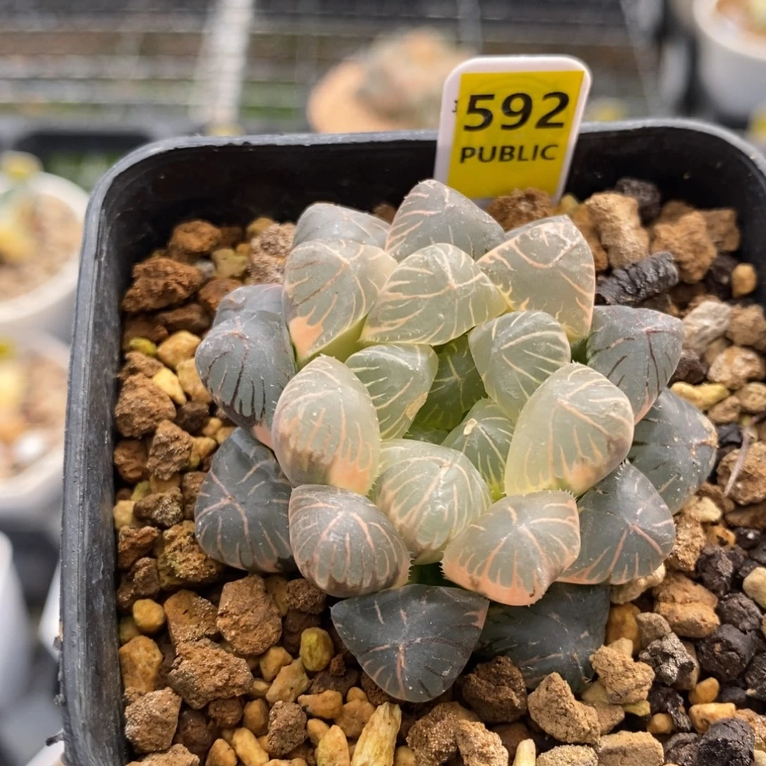 592号实生糊斑玉露锦