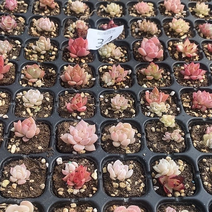 34 多肉植物盆栽花卉