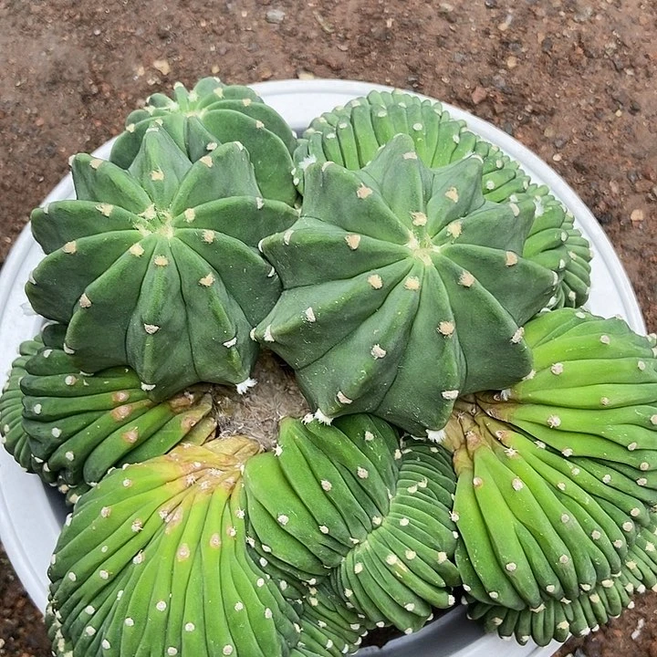 短毛王缀化仙人球一物一拍