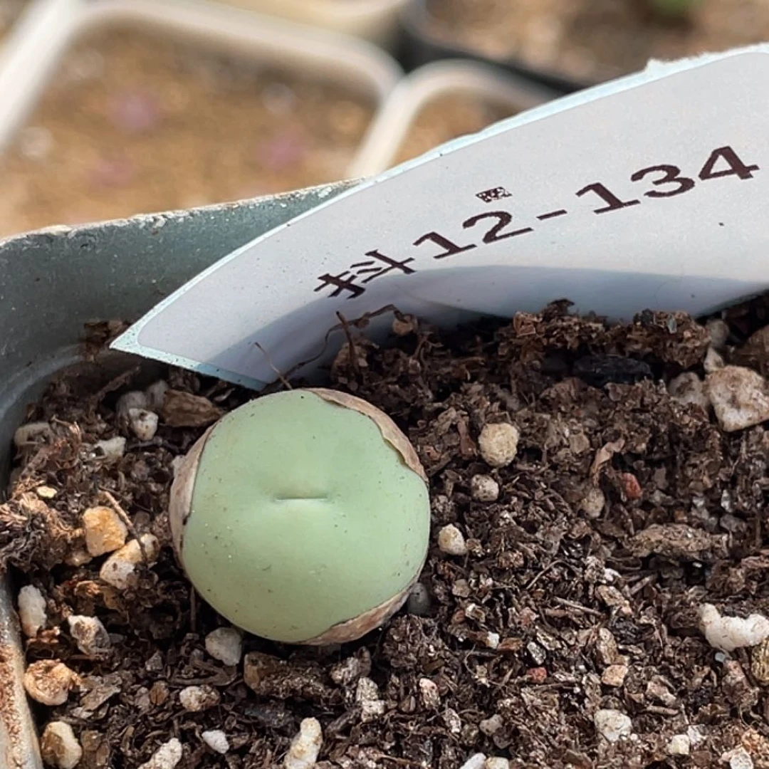 12-134鸽子蛋多肉植物