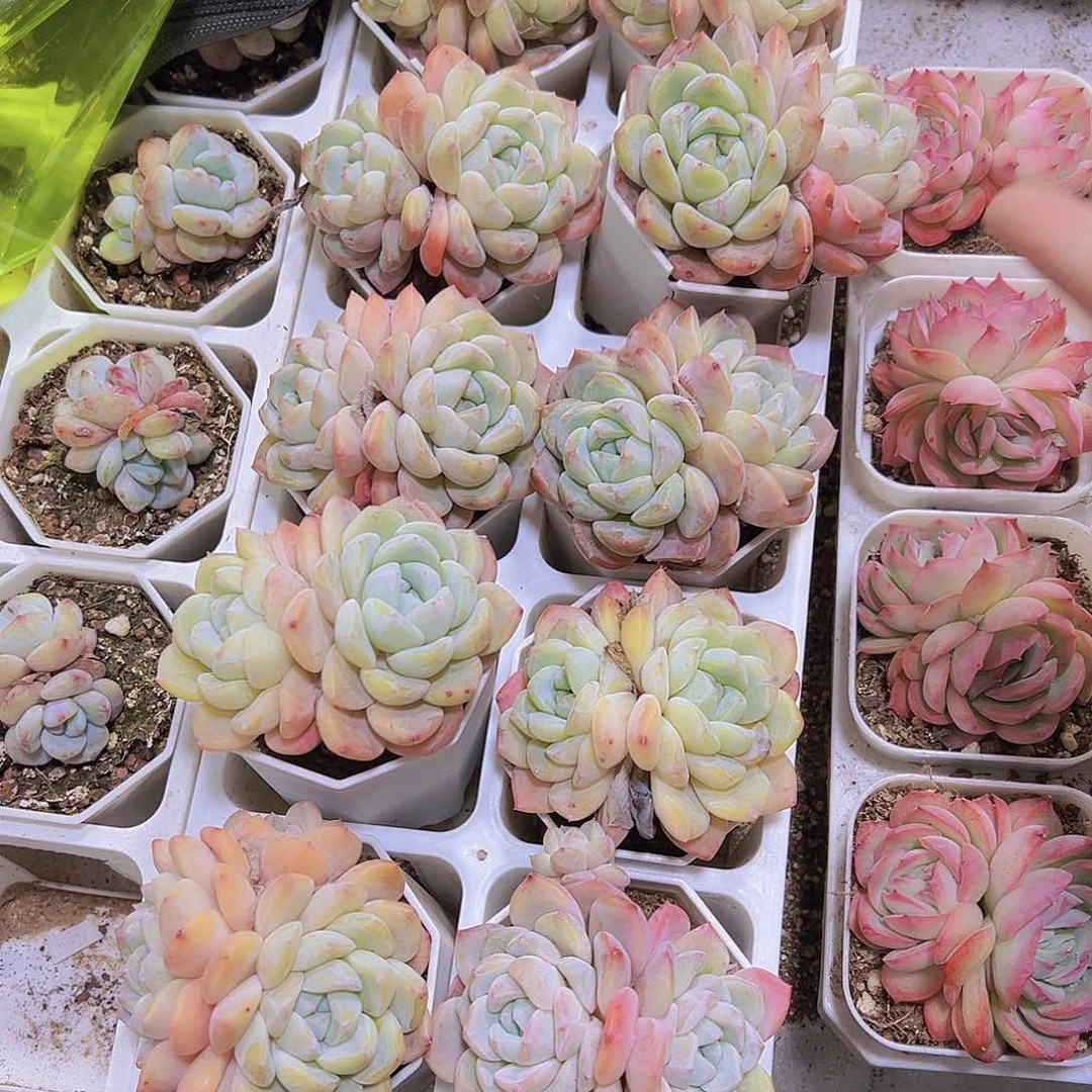 双头冰玉杂带盆带土