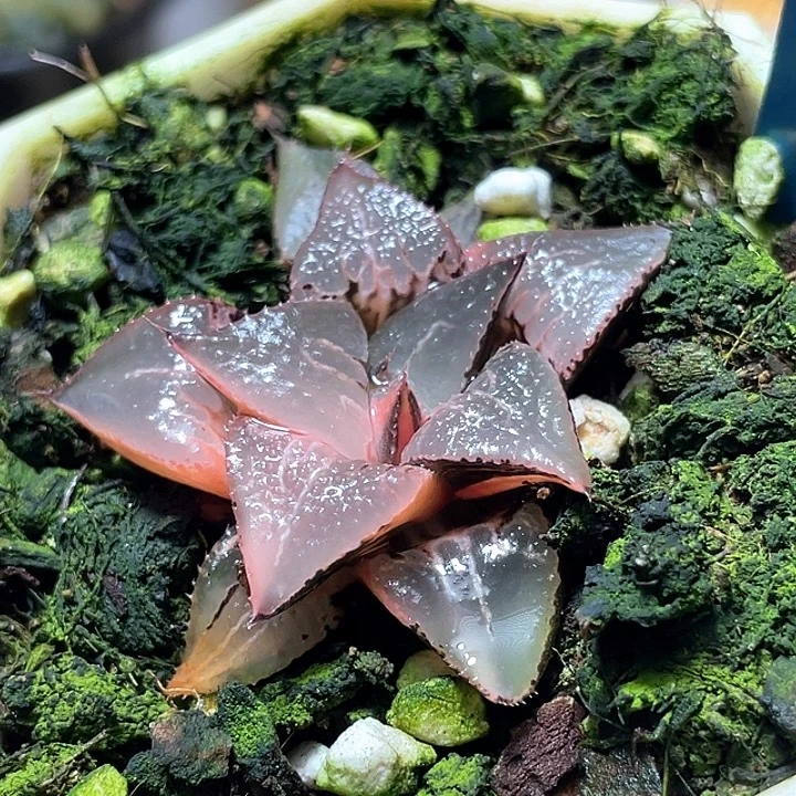 772酒吞锦特选福利